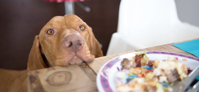 Co może jeść pies