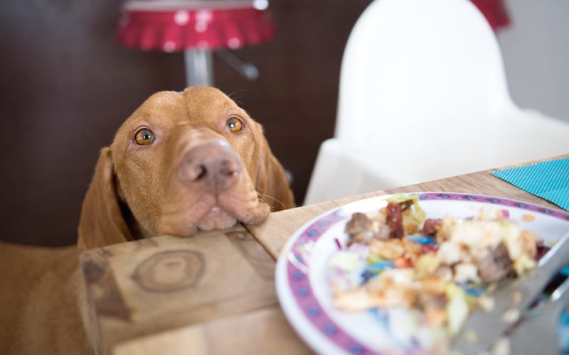 Co może jeść pies