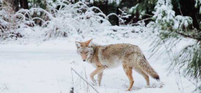 Odstrzał wilków w Wielkopolsce