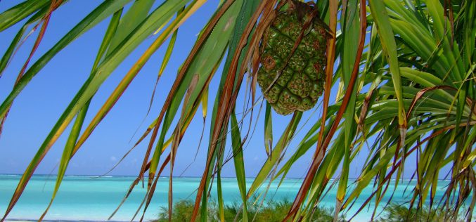 Zanzibar – region pachnący przyprawami