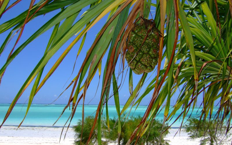Zanzibar – region pachnący przyprawami