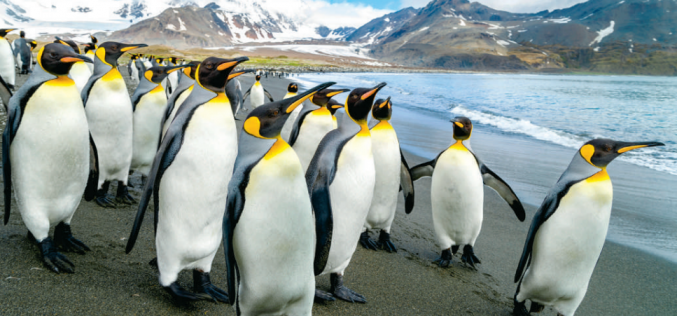 W kolonii pingwinów cesarskich na Antarktydzie