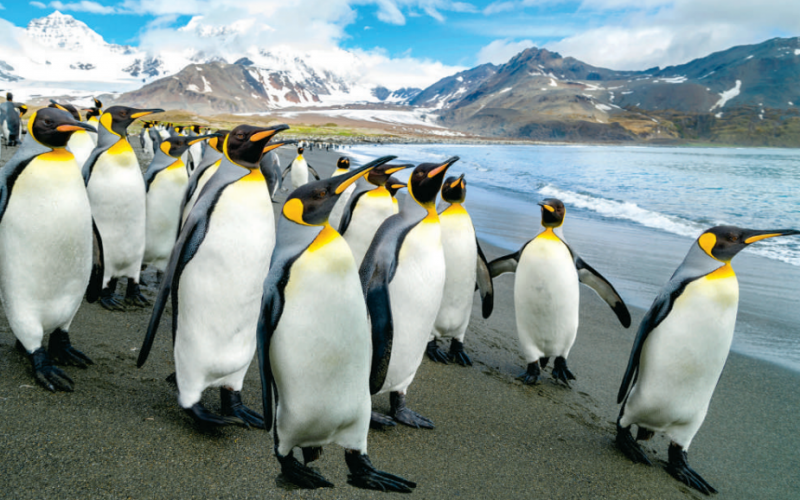 W kolonii pingwinów cesarskich na Antarktydzie