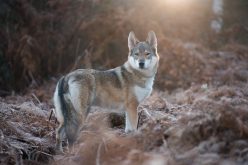 Dlaczego zabito brzozowskie wilki?