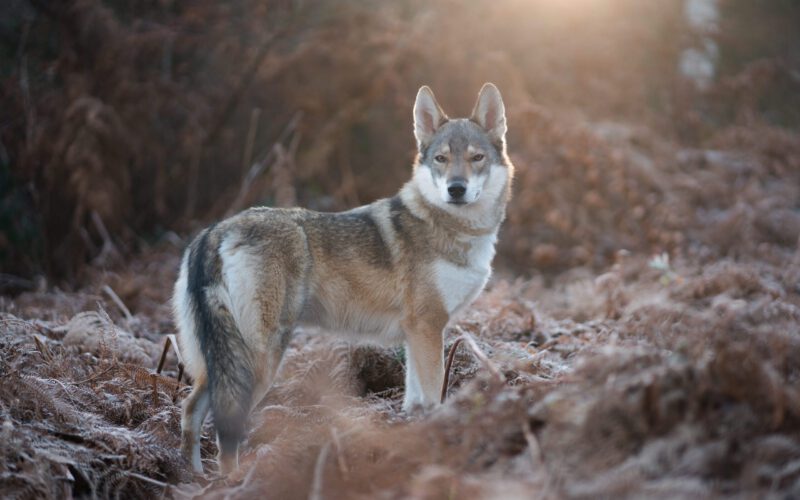 Dlaczego zabito brzozowskie wilki?