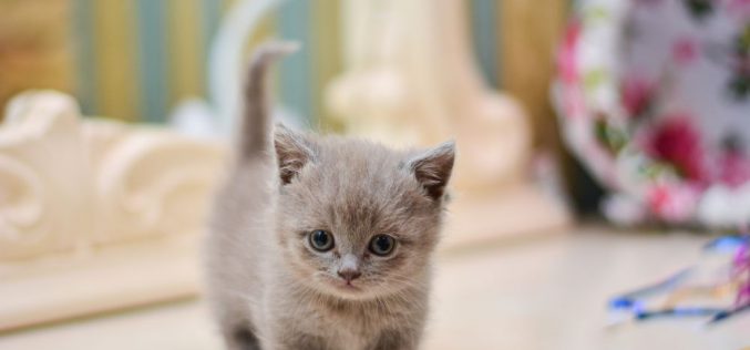 Kot z krótkimi łapkami – sympatyczny i przyjacielski towarzysz człowieka