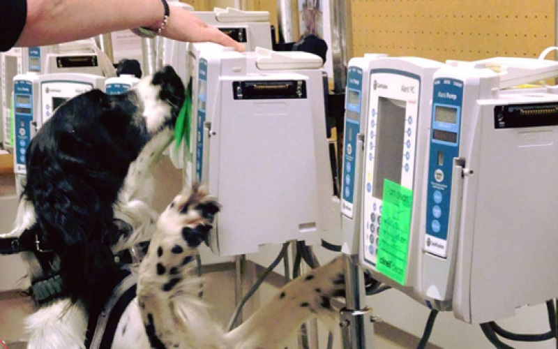 Zwierzęta na tropie COVID-19