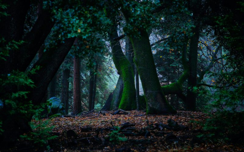 Atak na aktywistów broniących lasu przed wycinką