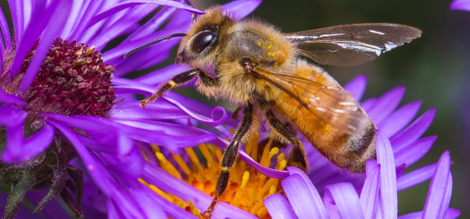 Holenderskie pszczoły potrafią wykryć koronawirusa