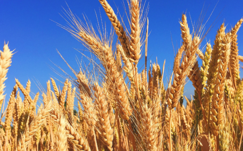 Kiedy przypadają optymalne terminy siewu ozimin?