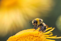 Wymieranie pszczół