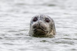 Zagadkowa śmierć fok nad Bałtykiem