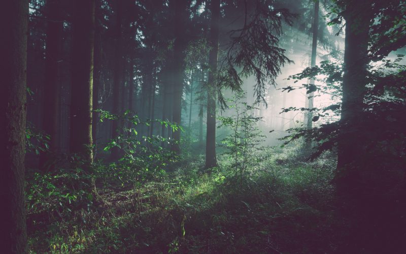 Lasy Państwowe chcą siłą usunąć aktywistów z lasu?