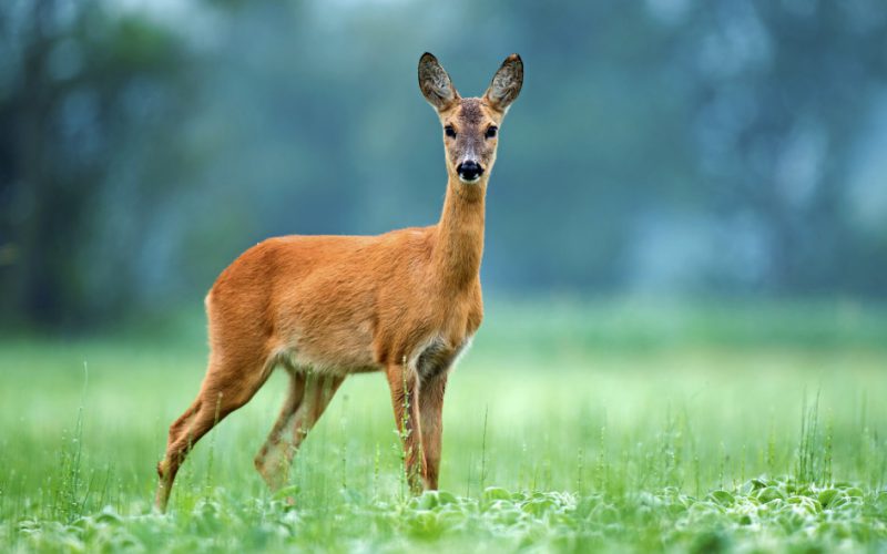 Ile biega, ile fruwa