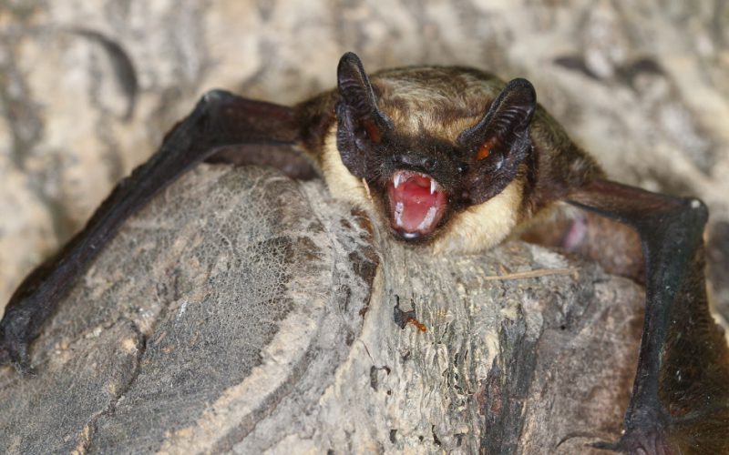 Gdy osłona nocy nie wystarcza