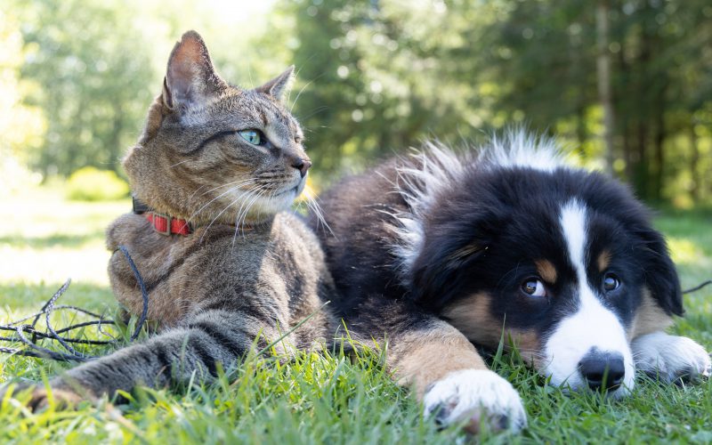 Koty i psy zarażają się COVID-19 od właścicieli