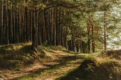Rząd przyjął zmiany w ustawie o lasach