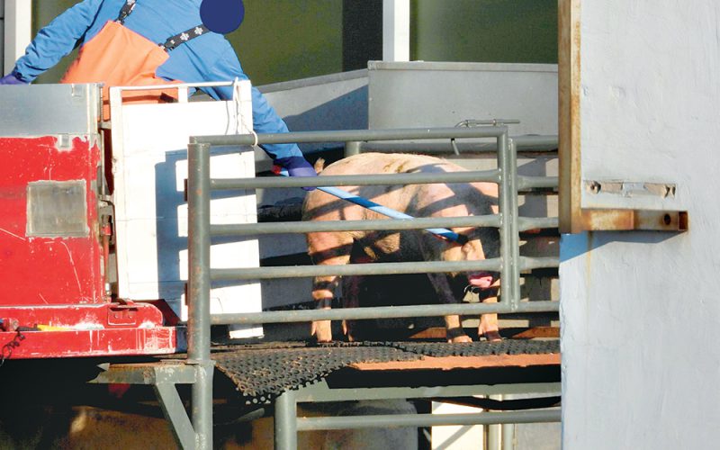 Stopklatki z okrucieństwa