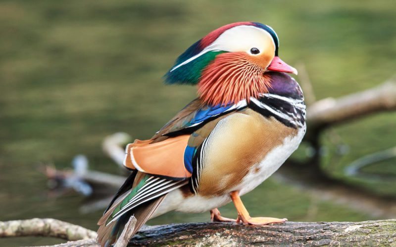 Nad rzeczką, opodal krzaczka