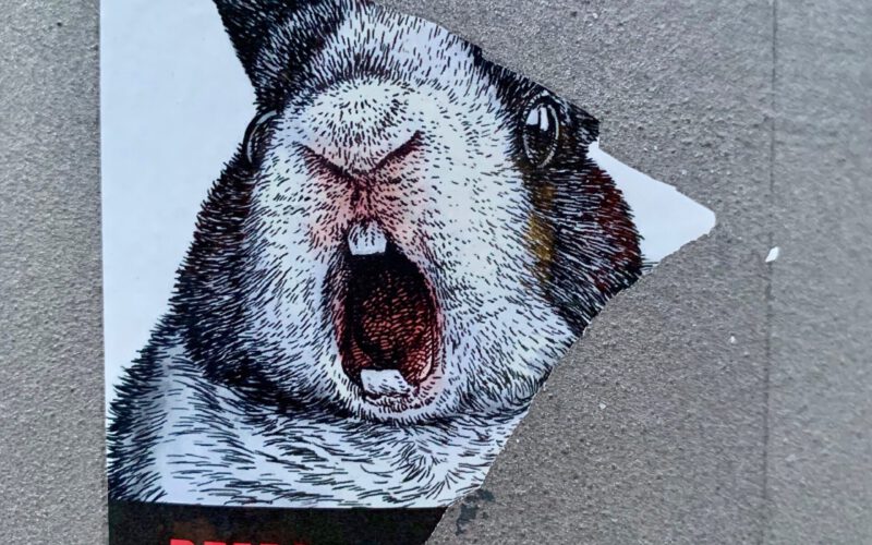 Setki kosmetyków z&nbsp;Unii Europejskiej zawierają składniki testowane na&nbsp;zwierzętach