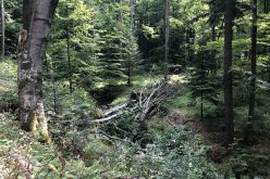 Bukowe lasy w Bieszczadach na liście UNESCO