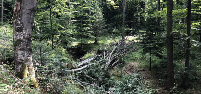 Bukowe lasy w Bieszczadach na liście UNESCO