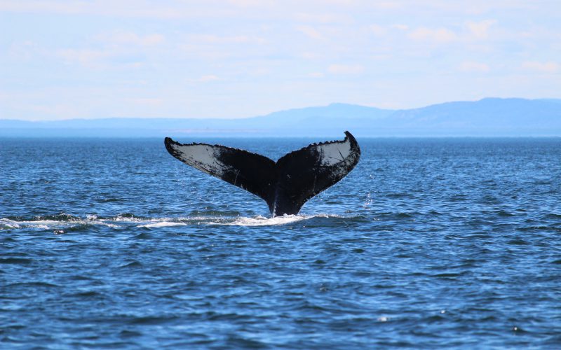 Wieloryby na wygnaniu