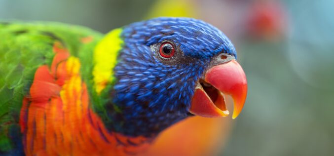 Zwierzęta zmieniają kształty wskutek zmiany klimatycznej