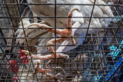 KFC i PizzaHut rezygnują z „trójek”