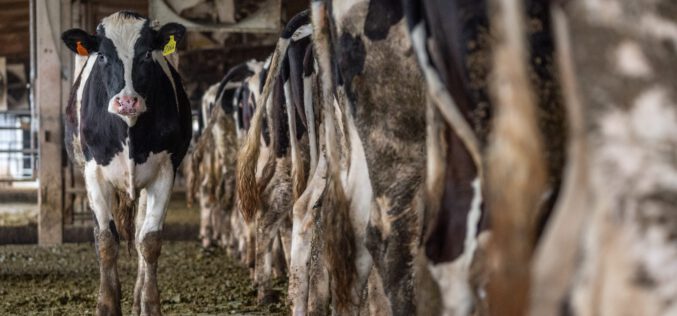 Produkcja mięsa źródłem gazów cieplarnianych