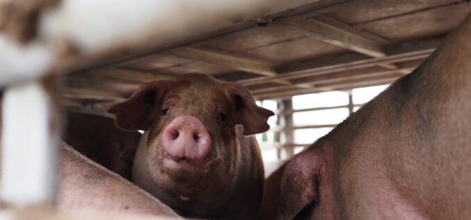 W Polsce zabija się prawie 1,3 mld zwierząt rocznie