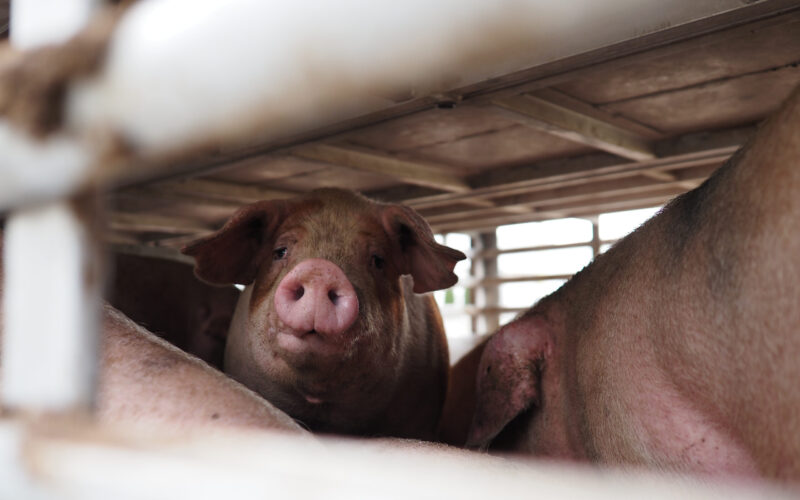 W Polsce zabija się prawie 1,3 mld zwierząt rocznie