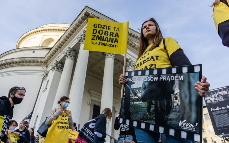 Obrońcy zwierząt pod Sejmem