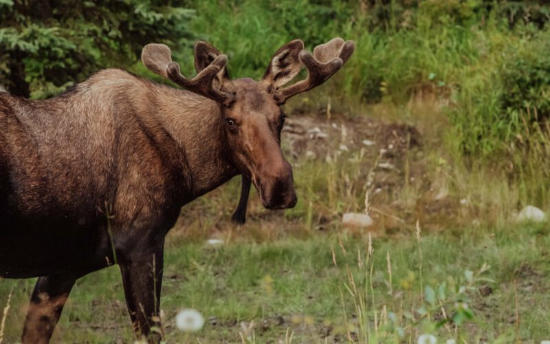 NIE dla polowań na łosie