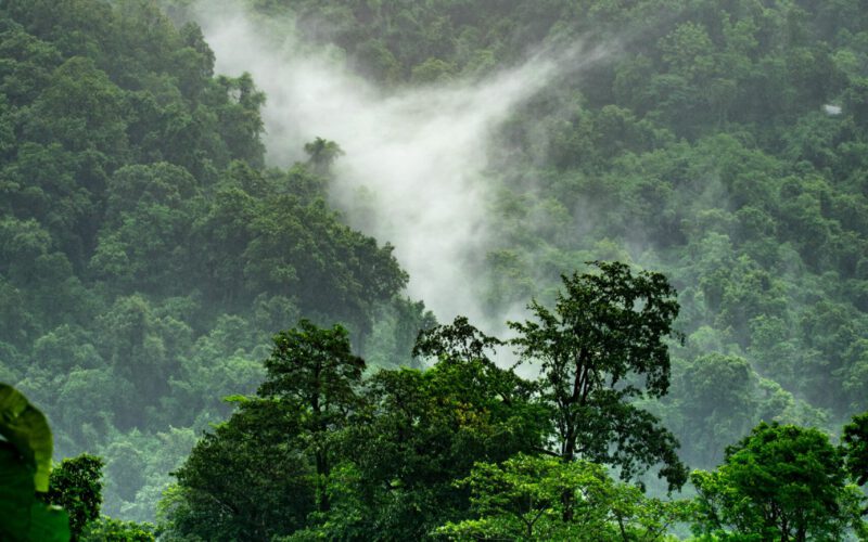 Lasy deszczowe pod piłą