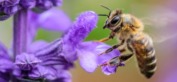 Pestycydy zabijają pszczoły