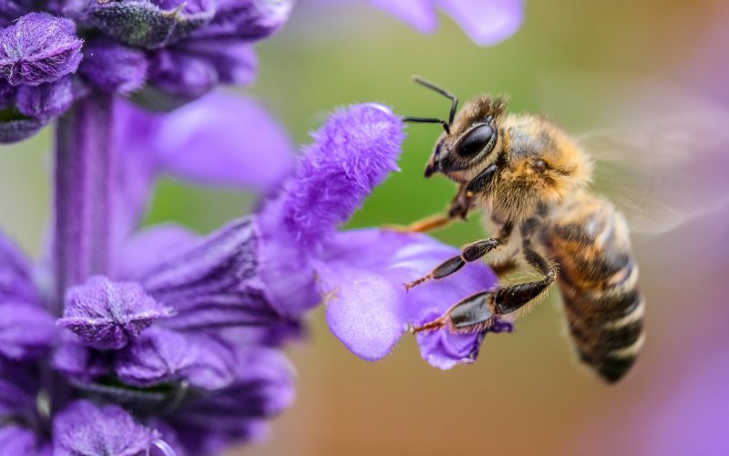 Pestycydy zabijają pszczoły