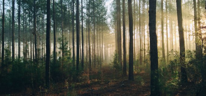 Rządowa nowelizacja ustawy o lasach