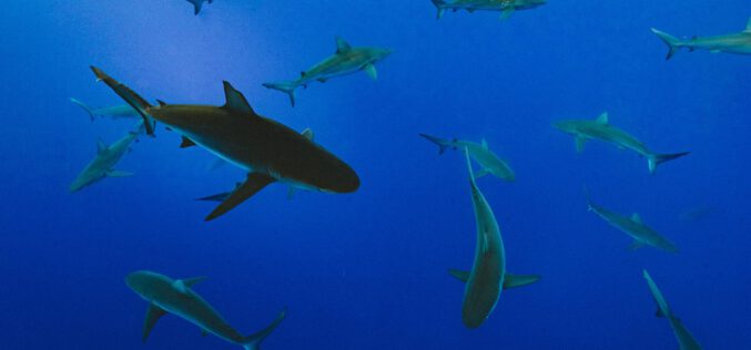 Rekiny przeciw koronawirusom?