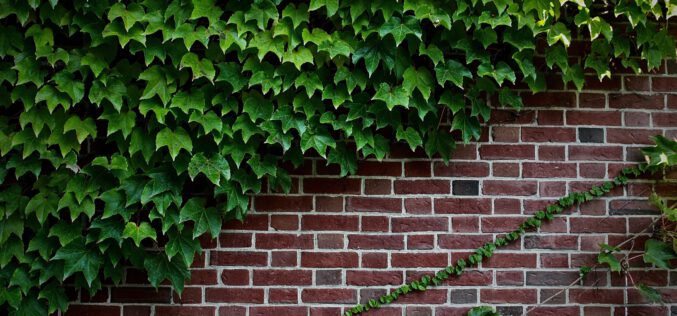 Roślina – dobra izolacja budynku?