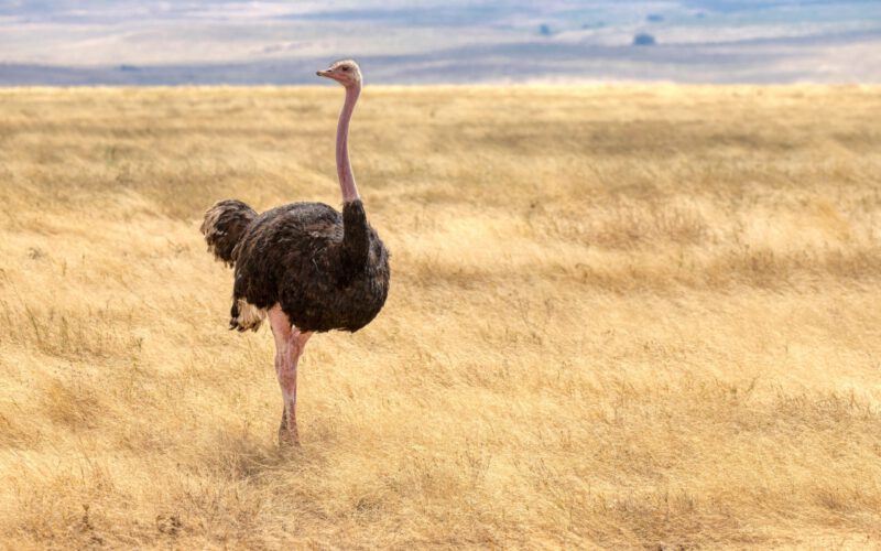Strusie maski wykryją COVID-19