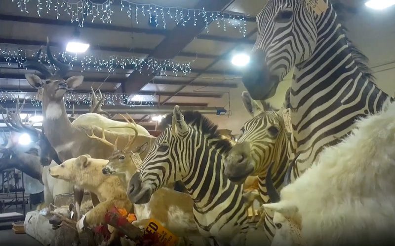 Polowanie na trofea