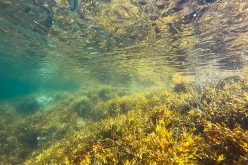 Algi morskie oczyszczą powietrze w Madrycie