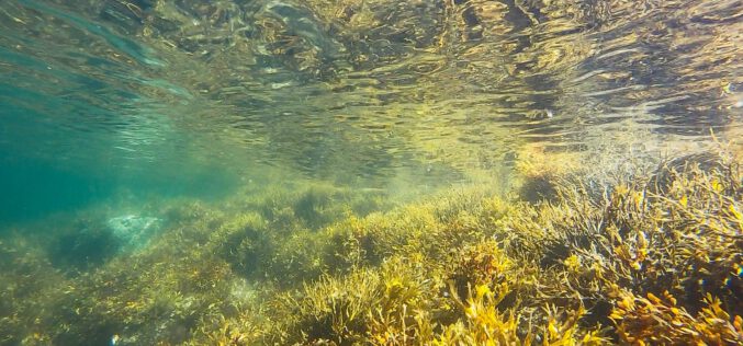 Algi morskie oczyszczą powietrze w Madrycie