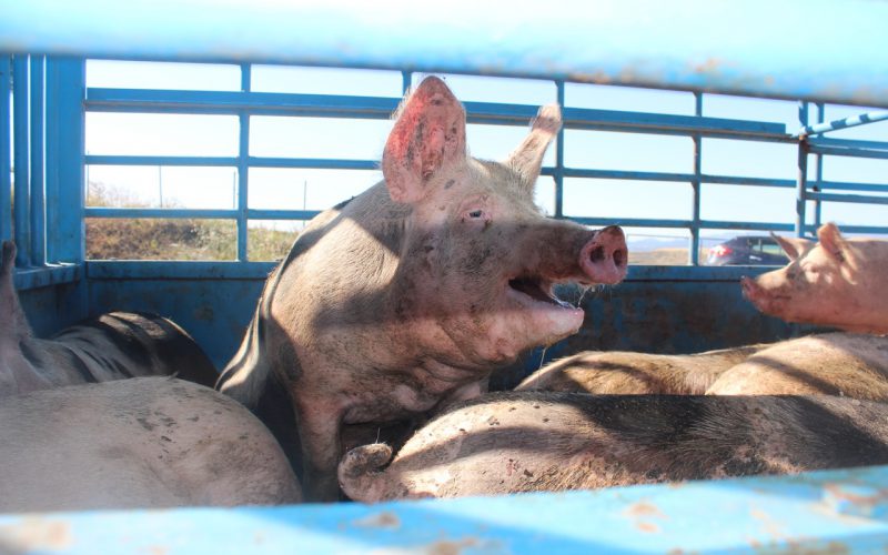 Europejczycy mówią NIE eksportowi żywych zwierząt