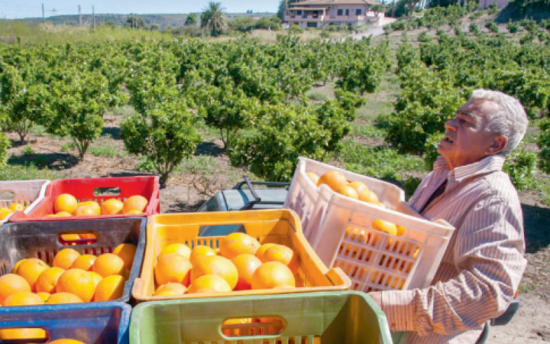 Koniec sycylijskich pomarańczy?