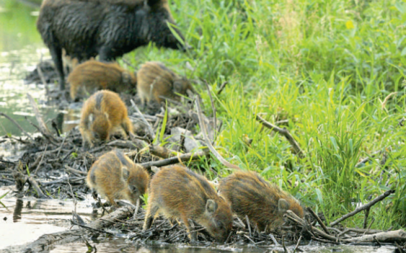 Rozważania nad życiem rodzinnym