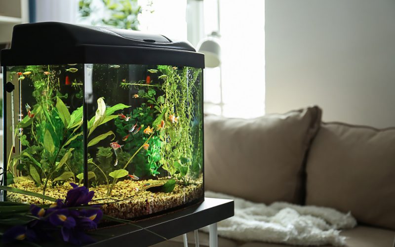 Zakładanie akwarium dla początkujących