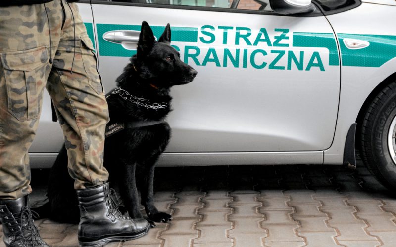 Pies nie daje się oszukać