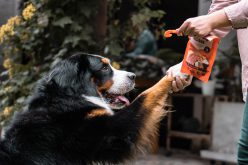 Naturalne przysmaki dla psa – wybierz najlepszy smakołyk!